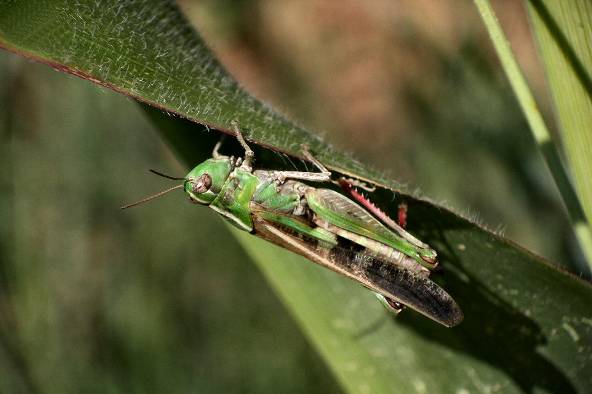 da identificare